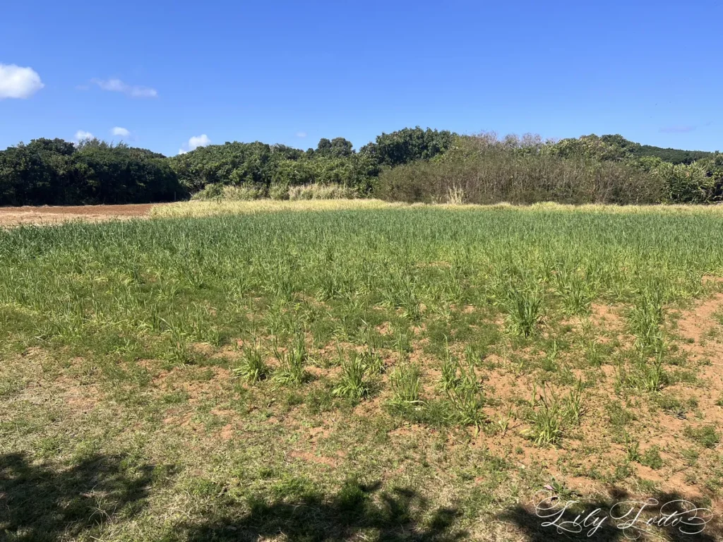 琉球五穀発祥の地とされる聖なる畑、ハタス。麦の初穂が実る風景は、聞得大君が祈りを捧げた王朝時代の儀礼が今も息づく証。